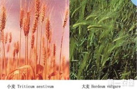 小麦与大麦的区别图片 大麦和小麦有什么区别