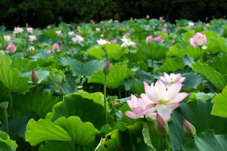 深圳洪湖公园荷花展 洪湖公园荷花什么时候开_深圳洪湖公园荷花什么时候开花