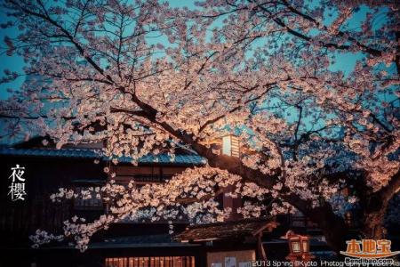 日本樱花开花时间 日本樱花什么时候开_日本樱花什么时候开花