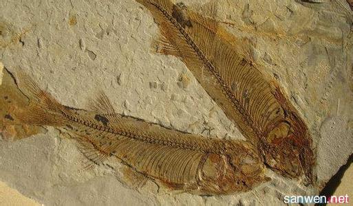 鱼化石是怎样形成的 鱼化石是怎样形成的 鱼化石形成的原因