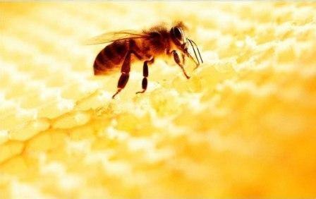 蜂胶花粉 蜂胶和蜂花粉的功效与作用及食用方法