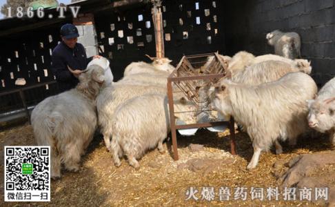 农村养羊补贴政策2017 2017年农村养羊补贴政策