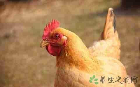 柴鸡蛋的营养价值 柴鸡的营养价值_吃柴鸡的好处