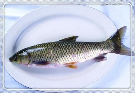 鲩鱼和草鱼的区别 鲩鱼是什么鱼