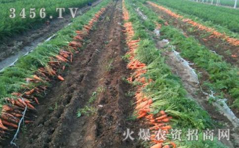春季胡萝卜栽培技术 春季胡萝卜的栽培技术要点