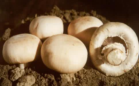口蘑的做法大全 口蘑不能和什么一起吃
