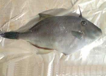 橡皮鱼肝的营养 橡皮鱼的营养价值