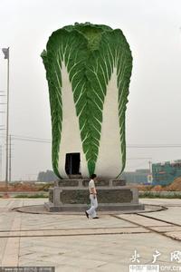 世界上最大的白菜 世界最大的白菜