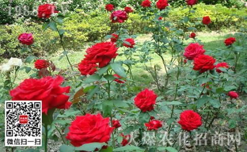 玫瑰花病虫害防治 玫瑰要怎么养 玫瑰的病害防治