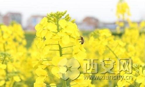 北方种菜时间表 2017北方蔬菜种植时间表 北方种菜时间表