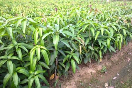 蓝莓树苗怎么种植方法 龙眼树苗怎么种植_龙眼树苗的种植方法