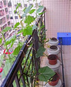 阳台黄瓜的种植方法 阳台怎么种黄瓜_阳台种植黄瓜的方法