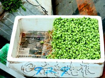 泡沫箱种菜方法教程 泡沫箱种菜方法教程 如何用泡沫箱种菜