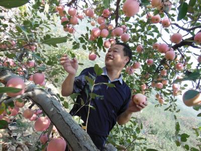 梦见摘苹果 梦见在树上摘苹果吃的含义