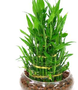 富贵竹水培注意事项 水培富贵竹怎么养 水培富贵竹的注意事项