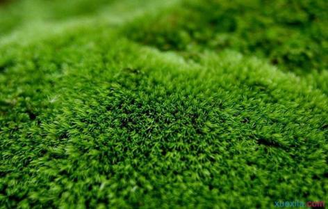 苔藓的药用价值 苔藓怎么养 苔藓的使用价值