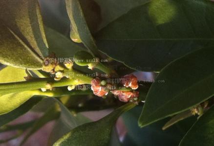 桔子树病虫害防治 桔子树怎么养 桔子树的病害与虫害