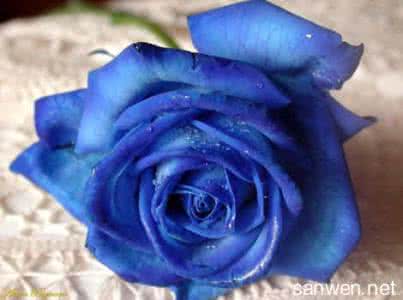 蓝色妖姬花语代表什么 蓝色妖姬的花语是什么意思 代表什么意义 蓝色妖姬的花语