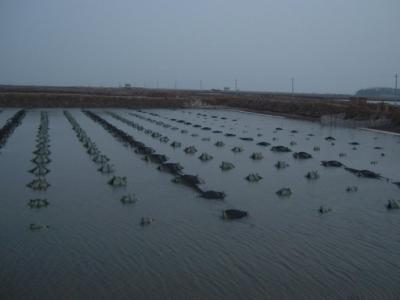 海参池塘养殖技术 池塘编织布造礁海参养殖技术