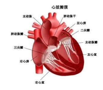 先天性心脏病的原因 心脏病的原因_为什么会有心脏病