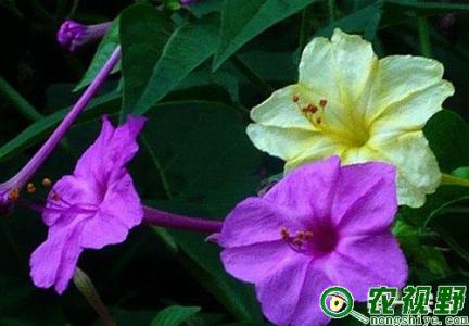 紫茉莉的养殖方法 紫茉莉怎么养殖 紫茉莉的养殖方法
