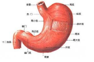胃窦炎吃什么药 胃窦炎吃什么好 治疗胃窦炎的食疗方