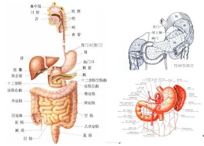 胃病有哪些种类 常见的胃病种类有哪些