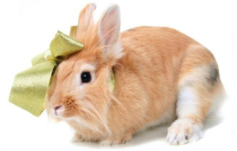 宠物兔的选购 宠物兔怎么养 宠物兔的选购技巧