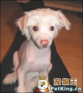中国冠毛犬多少钱一只 冠毛犬要多少钱一只 冠毛犬的养殖技术