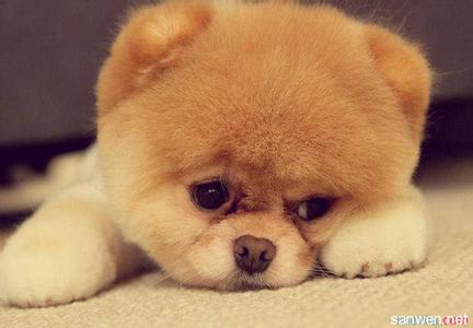 挑选博美犬注意事项 北京博美犬多少钱一只 博美犬的性格和挑选方法