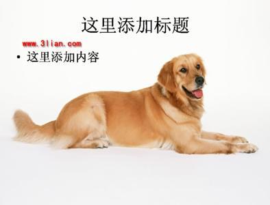 金毛犬性格 金毛犬怎么养 金毛犬的性格