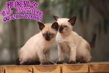 暹罗猫多少钱一只 暹罗猫多少钱一只 暹罗猫的日常护理(2)