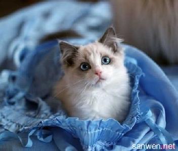 布偶猫多少钱一只 布偶猫多少钱一只 布偶猫的选购方法