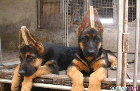 德国牧羊犬幼犬饲养 德国牧羊幼犬多少钱一只 德国牧羊幼犬的饲养