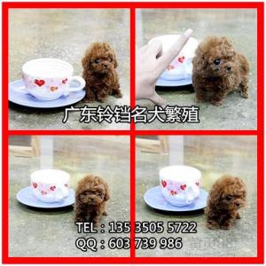茶杯犬价格表 一只 茶杯犬多少钱一只 茶杯犬的价格