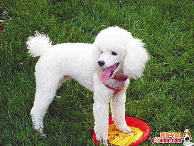 秋田犬的日常护理知识 贵妇犬怎么养 贵妇犬的日常护理