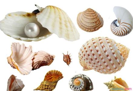 贝壳是怎么形成的 贝壳是怎样形成的 贝壳的形成方式
