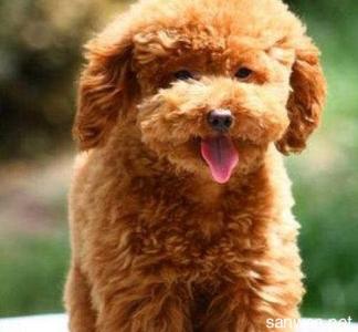 北京免费领养泰迪狗 1周多的小泰迪狗怎么养