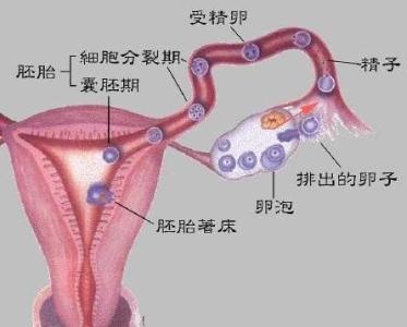 促排卵期间可以按摩 按摩什么穴位促排卵