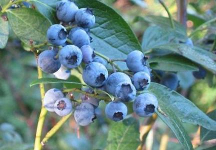 蓝莓功效与作用及禁忌 蓝莓的功效与作用 蓝莓的食用禁忌