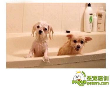 狗狗洗澡有哪些护理 给狗狗洗澡的技巧有哪些方面呢?