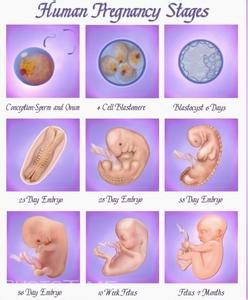 胎动的感觉有哪几种 胎动有哪几种模式