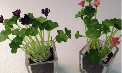 家中植物摆放风水 植物的风水_适合摆放家中的植物