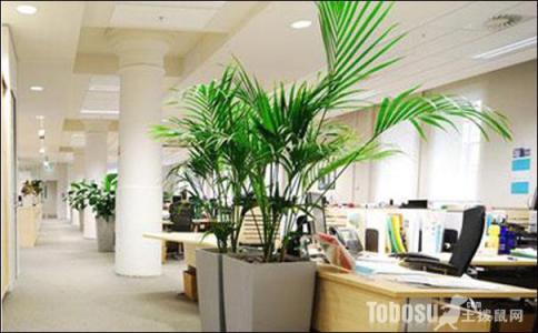 办公室植物摆放风水 风水知识办公室植物摆放