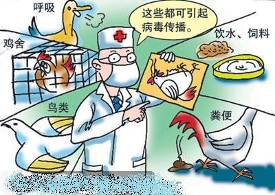 禽流感最新消息2017 如何预防禽流感