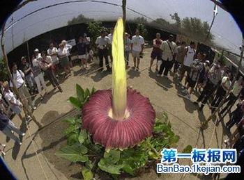 世界上最大的龙是什么 世界上最大的花是什么