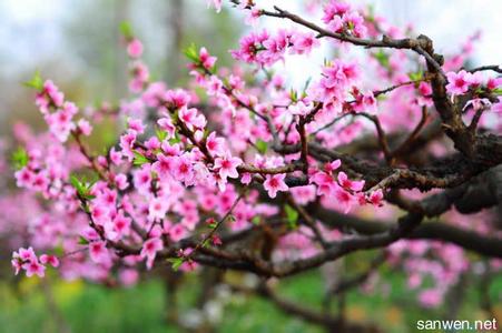 碧桃和桃花的区别 碧桃和桃花的区别_碧桃和桃花的养护知识