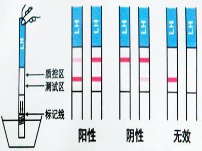 排卵试纸使用方法 排卵试纸的使用方法是什么