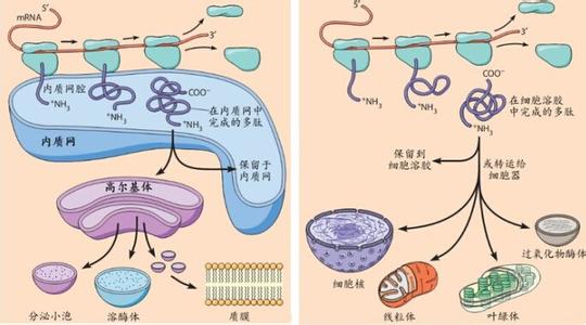 甲状腺激素分泌不足 女性激素分泌不足不能做什么