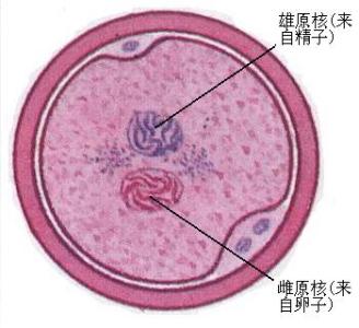 琥珀的形成过程 受精卵是怎样形成的 受精卵形成的过程